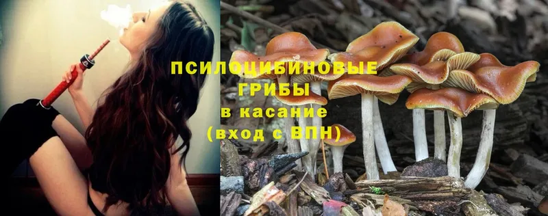 Псилоцибиновые грибы Psilocybine cubensis  Исилькуль 